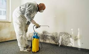 Why You Should Choose Our Mold Remediation Services in Placeholder9