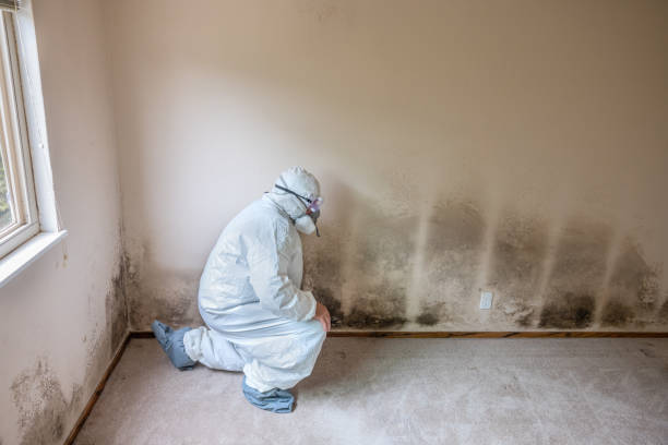 Mold Remediation for Vacation Homes in Bellevue, PA